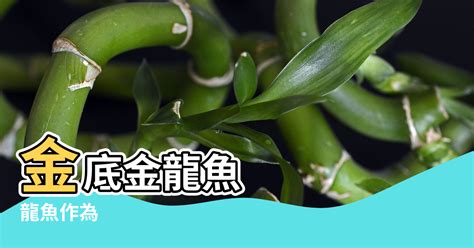 金龍風水|【風水用品中金龍是什麼】龍魚風水學 